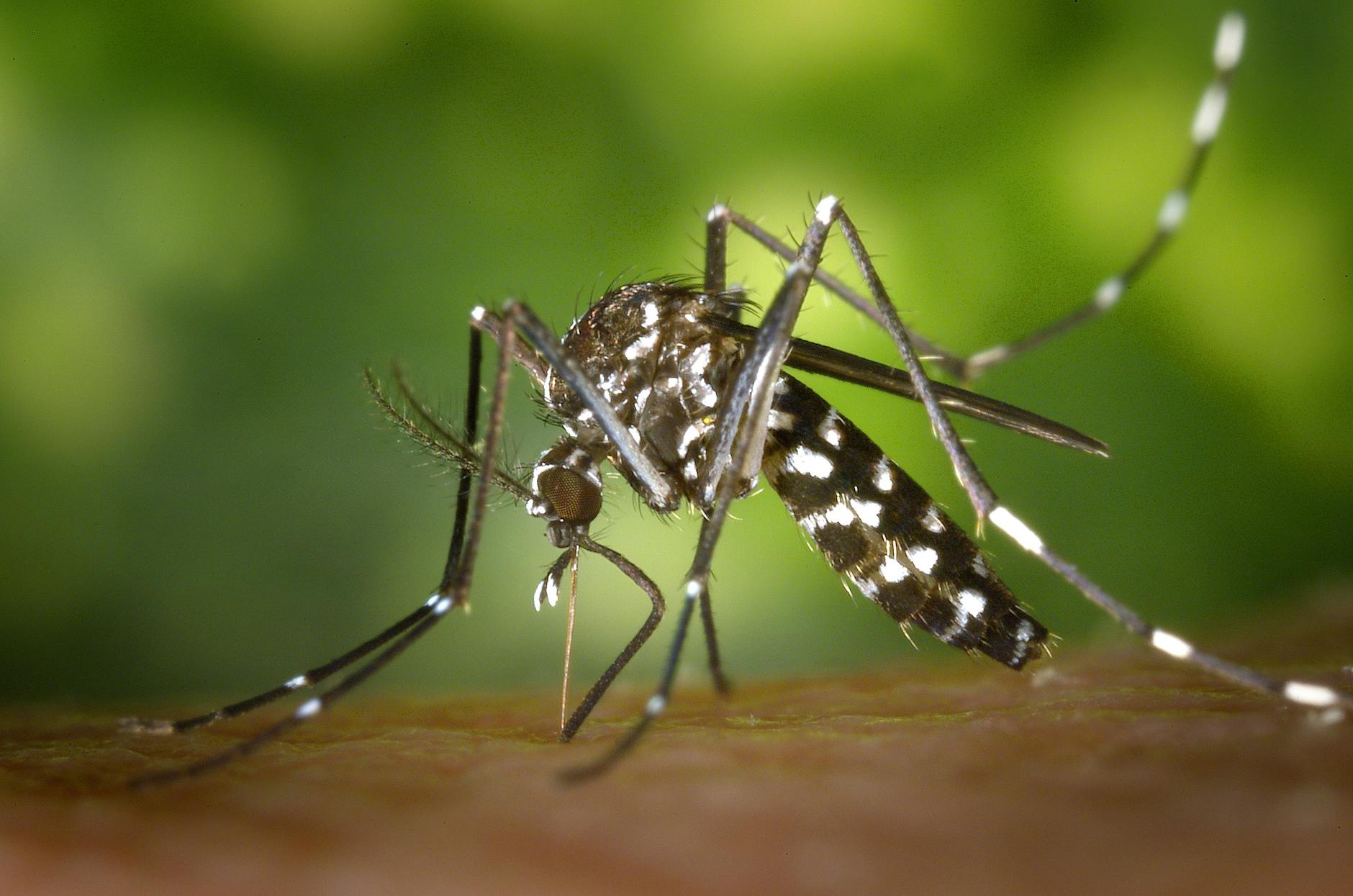Chikungunya: This Virus and Its Connection to Long-Term Dizziness